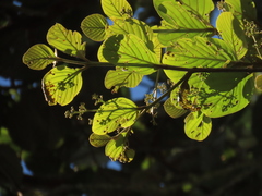 Beilschmiedia latifolia