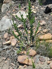 Podalyria calyptrata