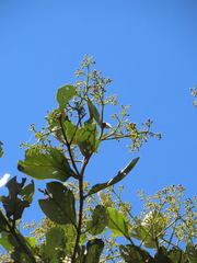 Beilschmiedia latifolia