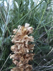 Orobanche alsatica