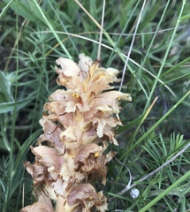 Orobanche alsatica