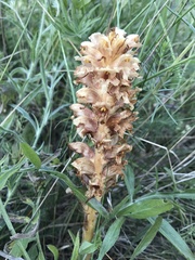Orobanche alsatica