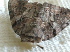 Catocala agrippina