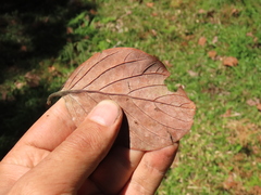 Beilschmiedia latifolia