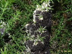 Didymium mucilago
