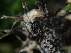 Didymium mucilago