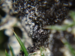 Didymium mucilago