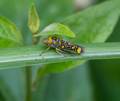 Aulacizes conspersa