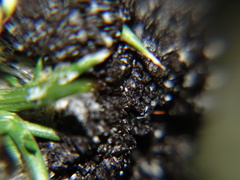 Didymium mucilago