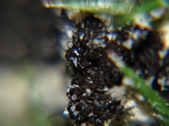 Didymium mucilago
