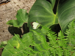 Leptophobia aripa