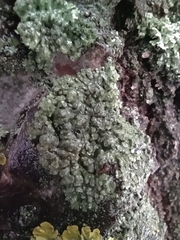 Phaeophyscia orbicularis
