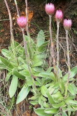 Helichrysum vernum