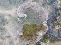 Stichodactyla haddoni