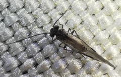 Psocodea