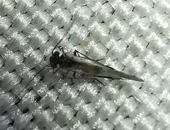 Psocodea