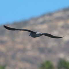 Larus californicus