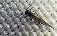 Psocodea