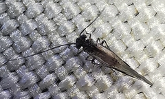 Psocodea
