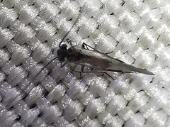 Psocodea