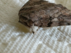 Catocala agrippina