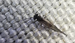 Psocodea