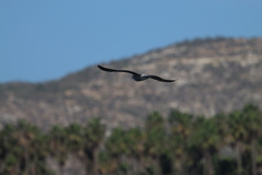 Larus californicus