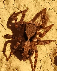 Pseudeuophrys lanigera