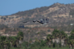 Larus californicus