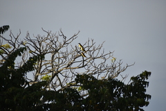 Pitangus sulphuratus