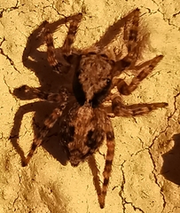Pseudeuophrys lanigera