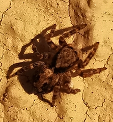Pseudeuophrys lanigera
