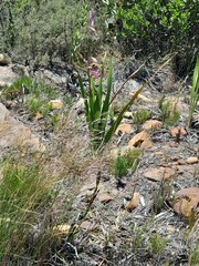 Watsonia borbonica