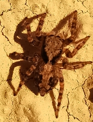 Pseudeuophrys lanigera
