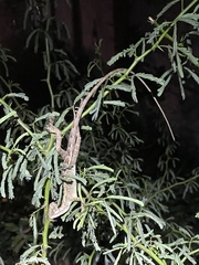Calotes versicolor