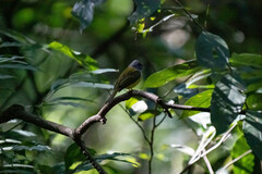 Culicicapa ceylonensis