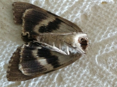 Catocala agrippina