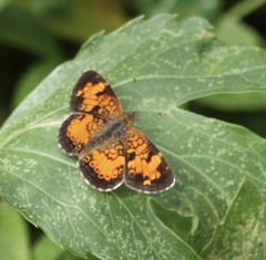 Phyciodes