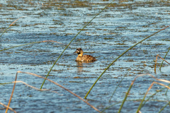 Thalassornis leuconotus