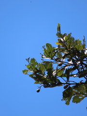 Beilschmiedia latifolia