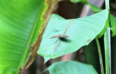 Mycalesis janardana