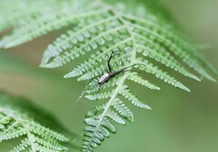 Leucauge celebesiana