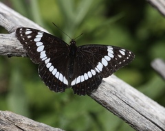 Limenitis weidemeyerii