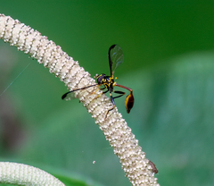 Salpingogaster