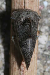 Telamona