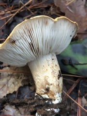 Tricholoma manzanitae