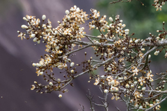 Eriotheca macrophylla
