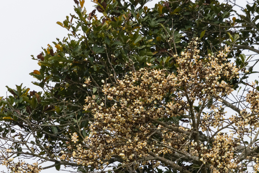 Árbol de la seda