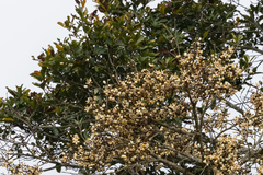 Eriotheca macrophylla