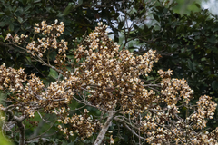 Eriotheca macrophylla